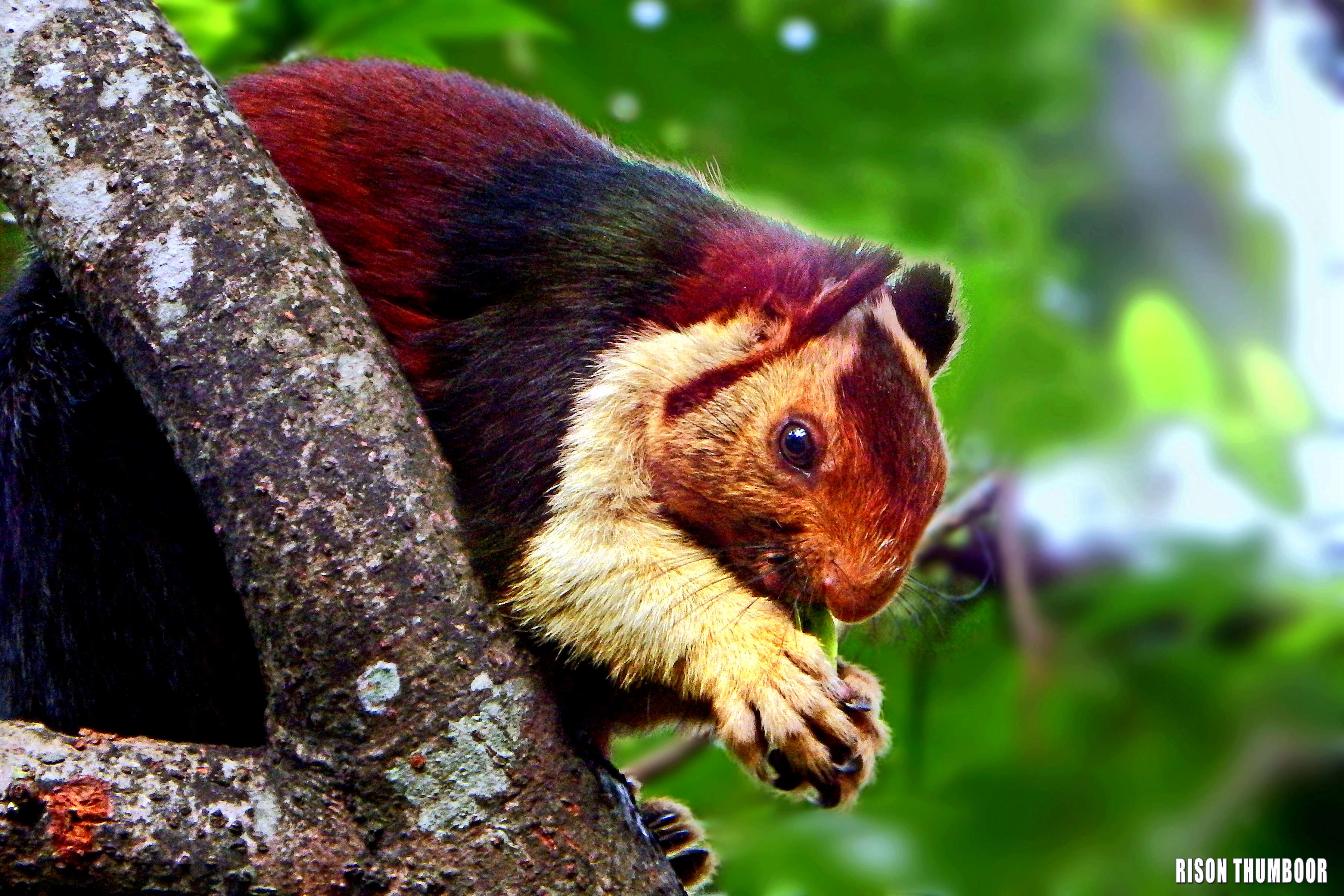 Malabar giant squirrel