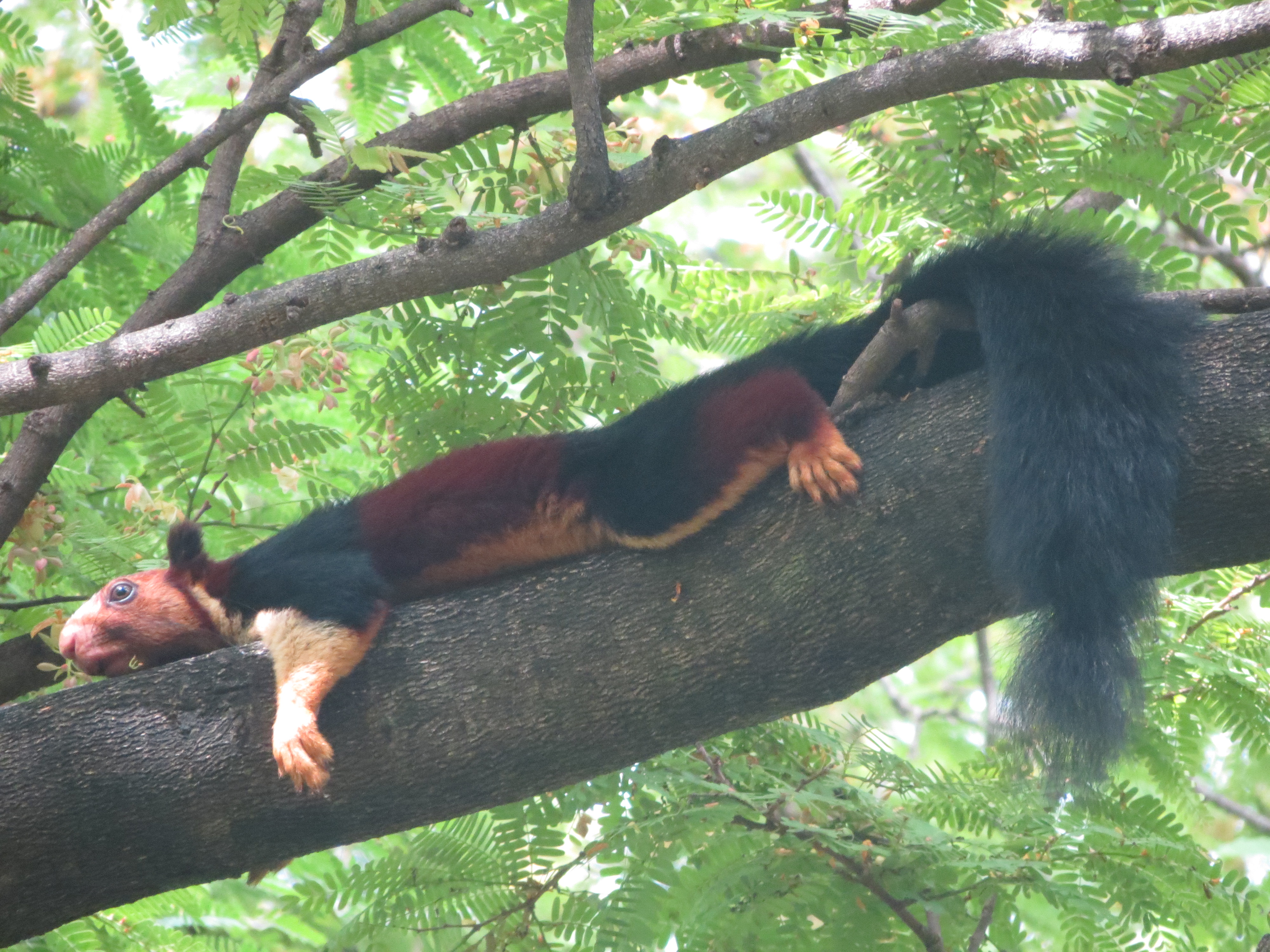 Malabar giant squirrel