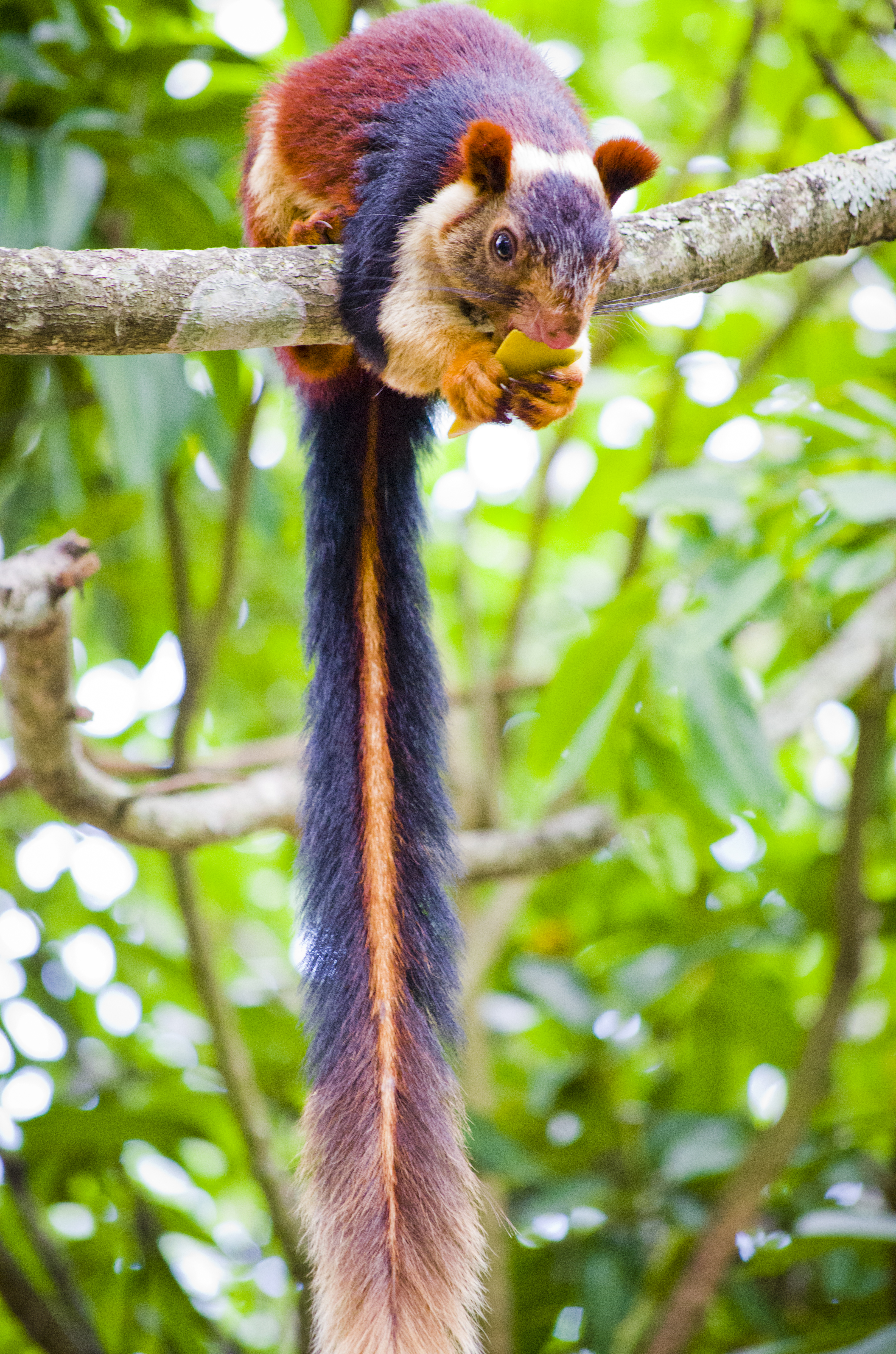 Malabar giant squirrel