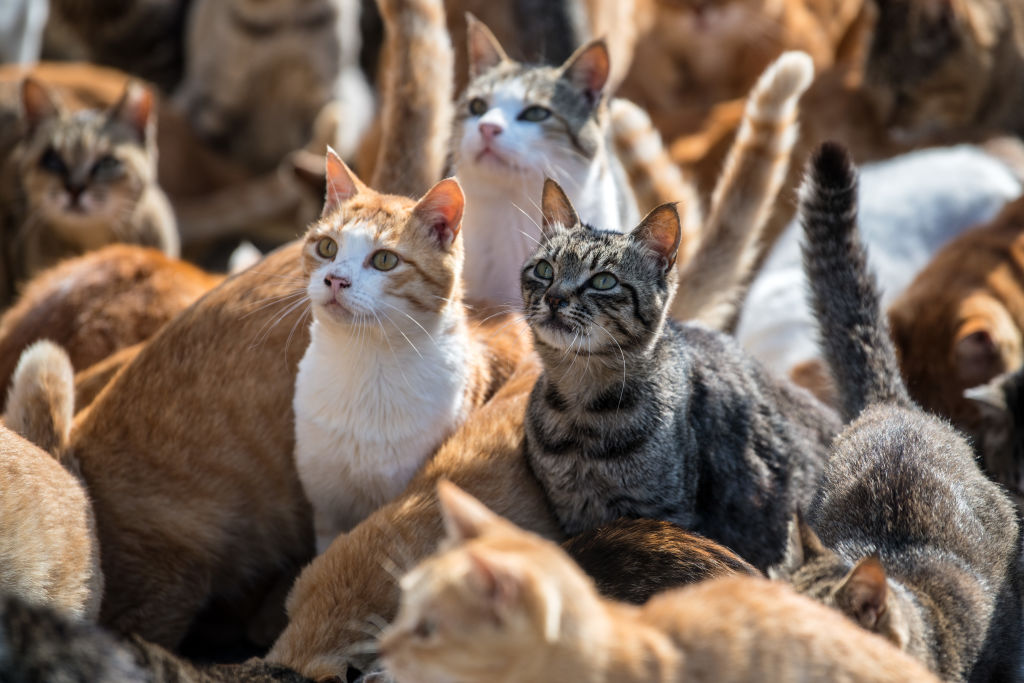 aoshima cat island