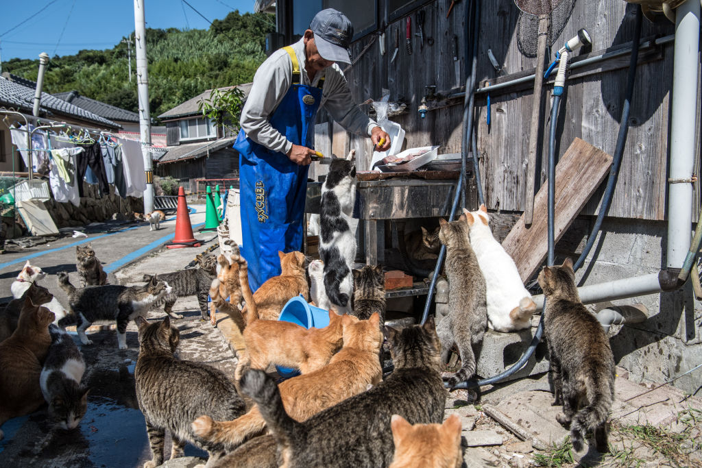 aoshima cat island