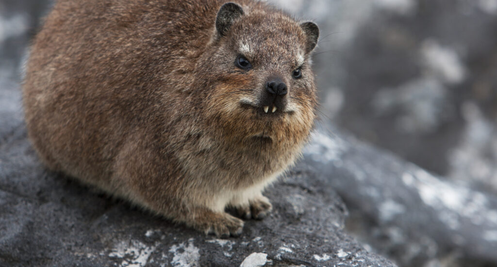 rock hyrax elephant
