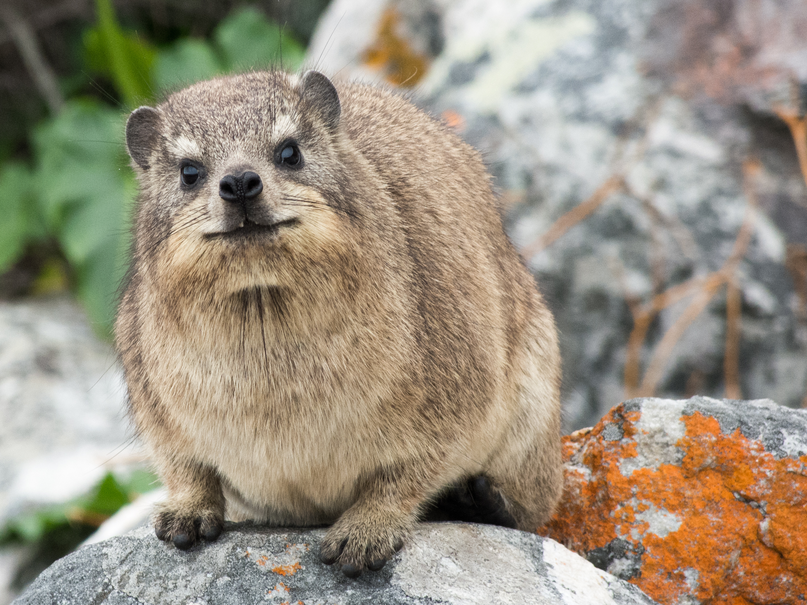 rock hyrax elephant