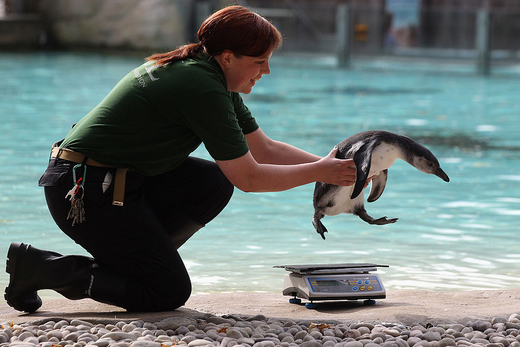 london zoo weigh in