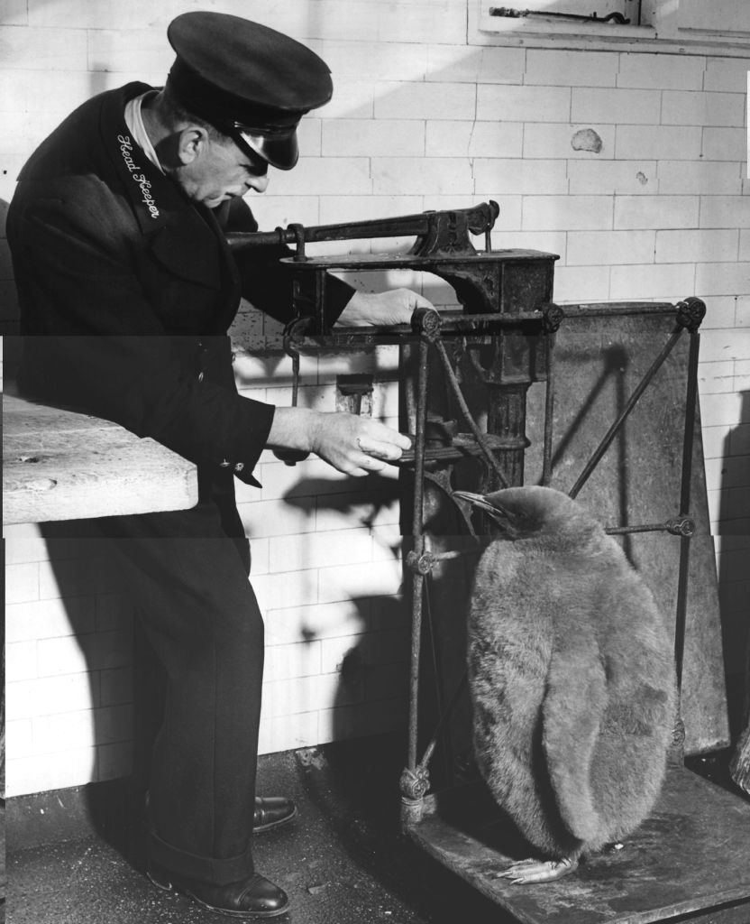 london zoo weigh in