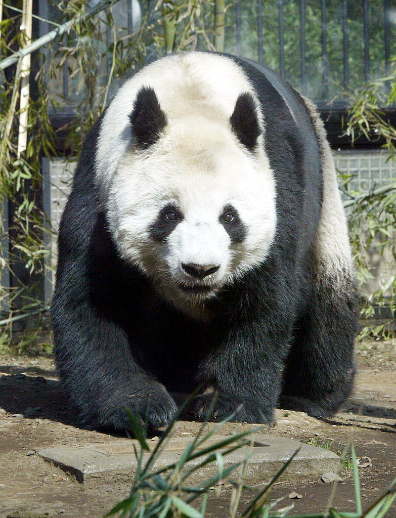 mexico panda