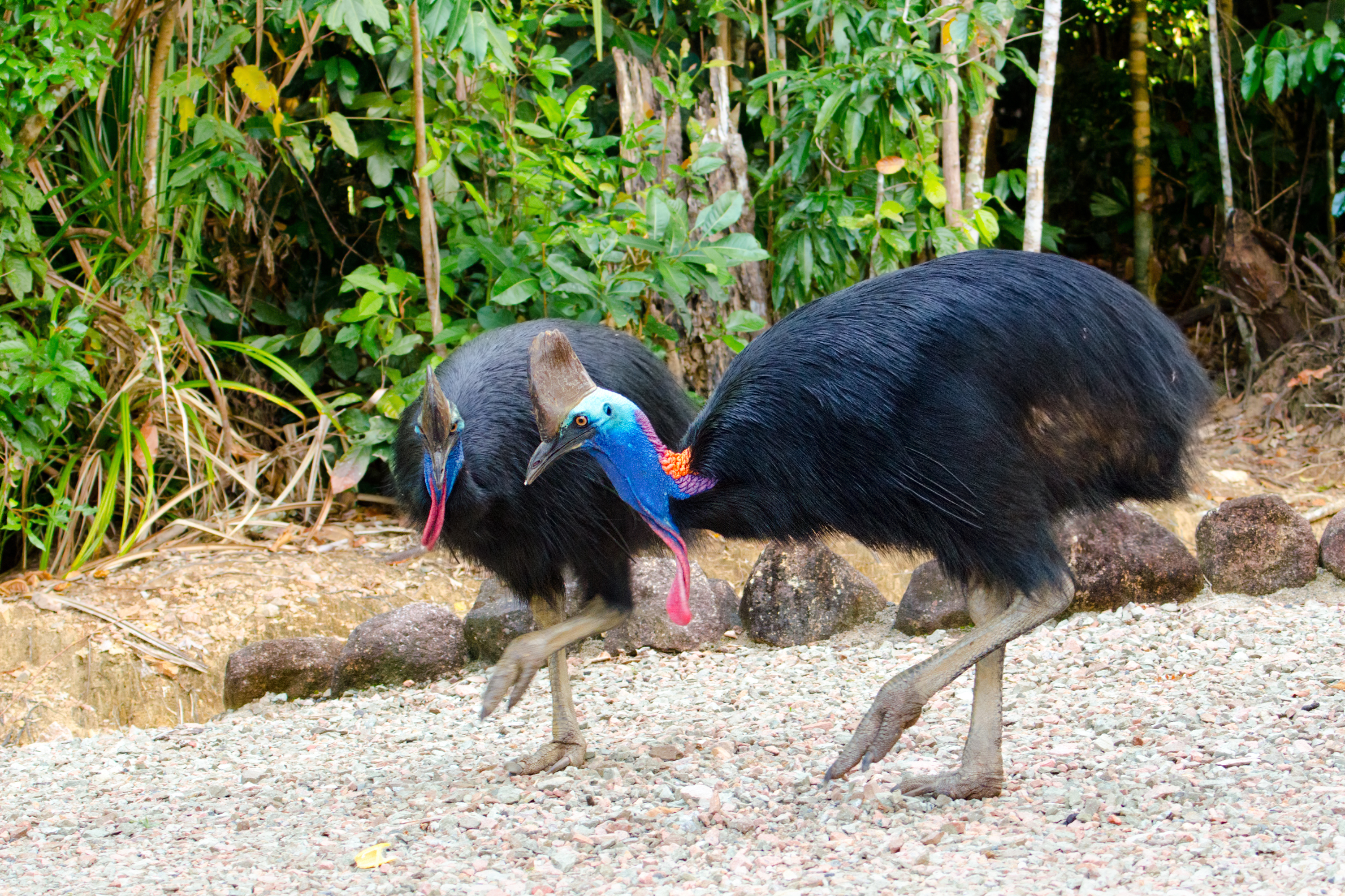 Cassowary most dangerous bird in the world
