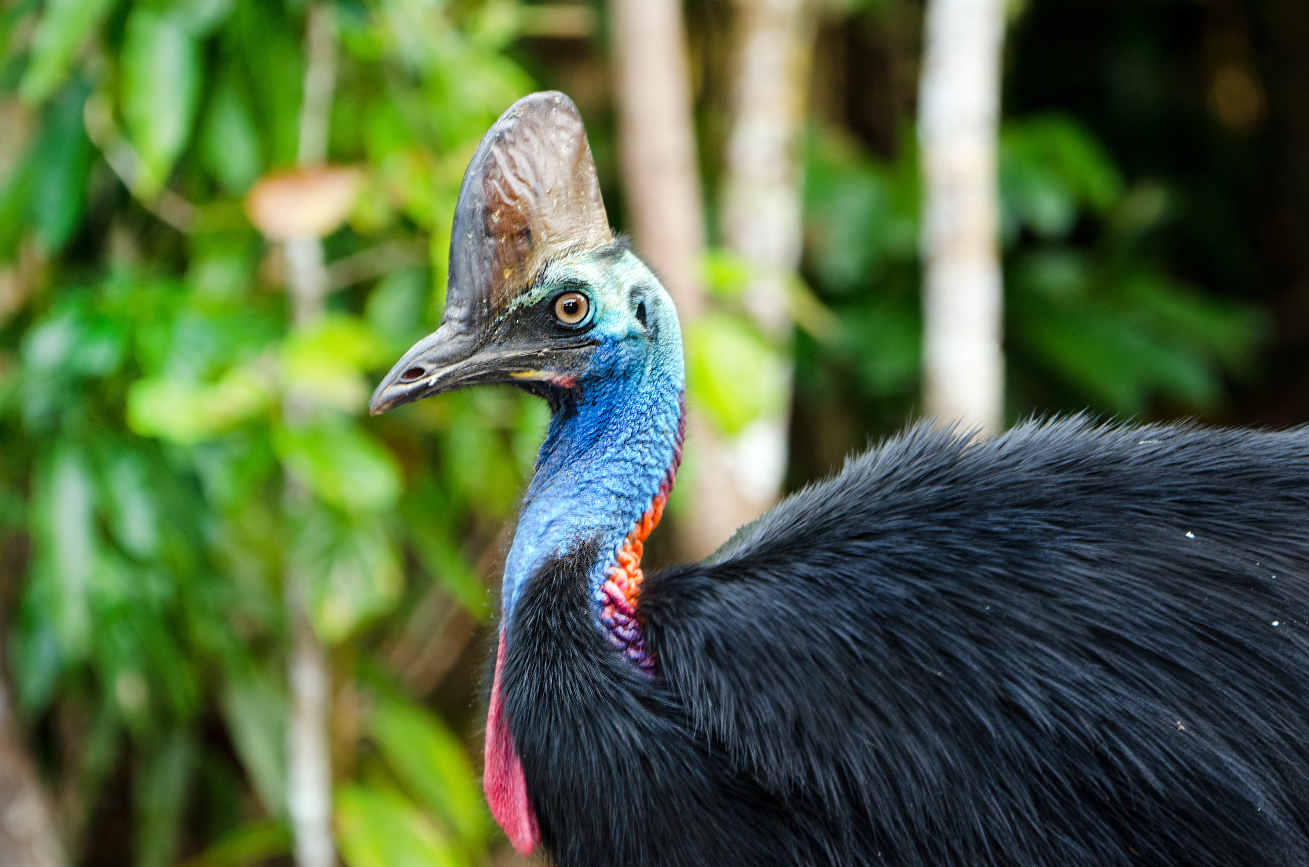Cassowary most dangerous bird in the world