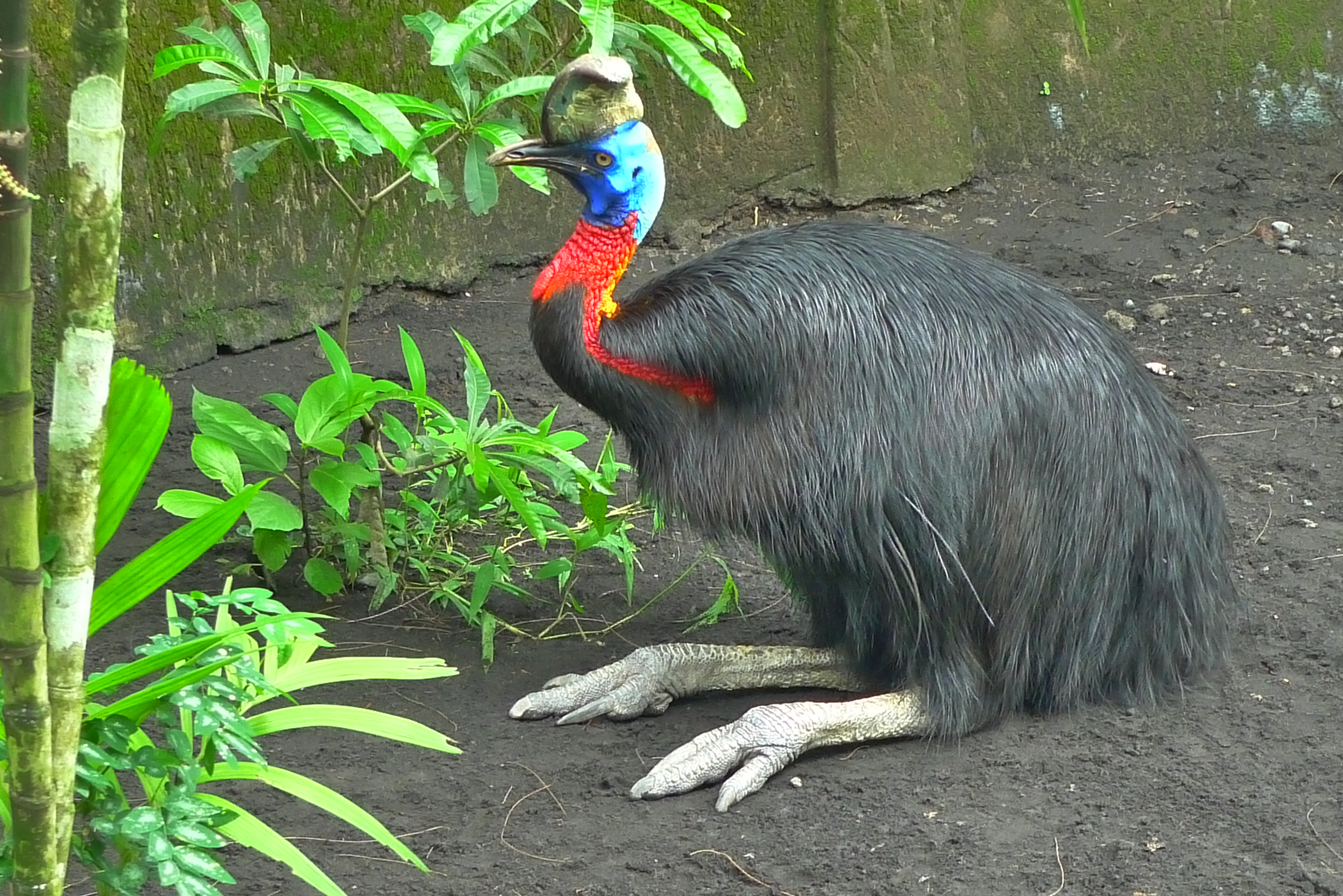Cassowary most dangerous bird in the world