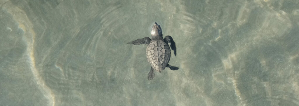 dog sniffing sea turtles
