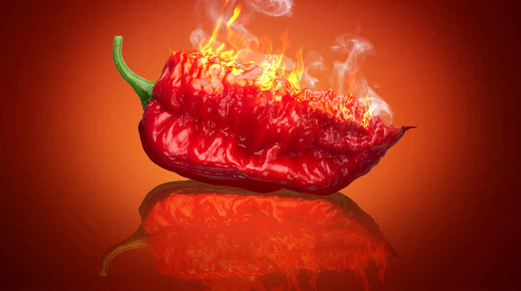hottest chili in the world