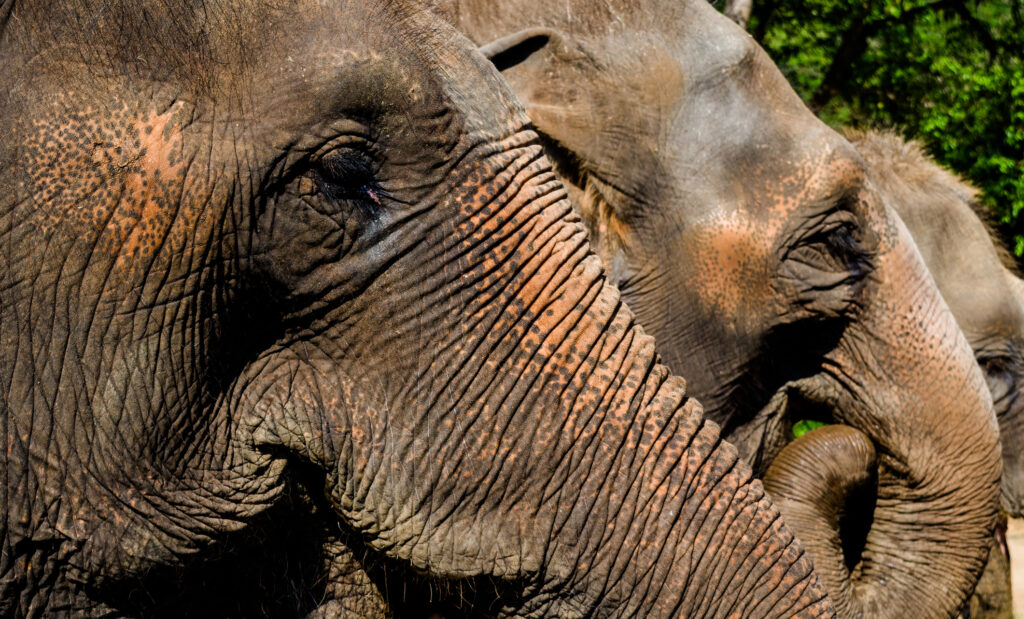 chiang mia elephant sanctuary