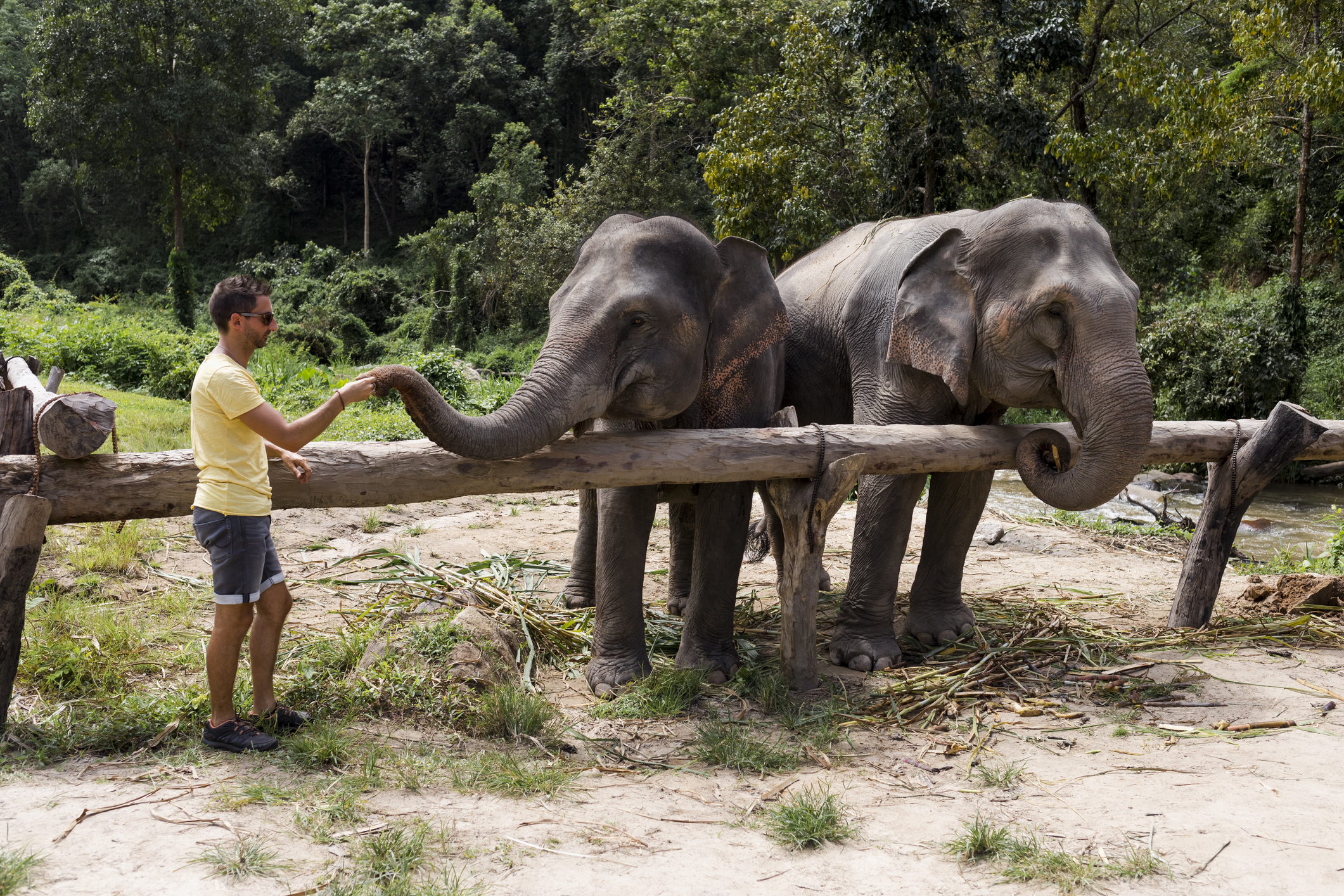 chiang mia elephant sanctuary