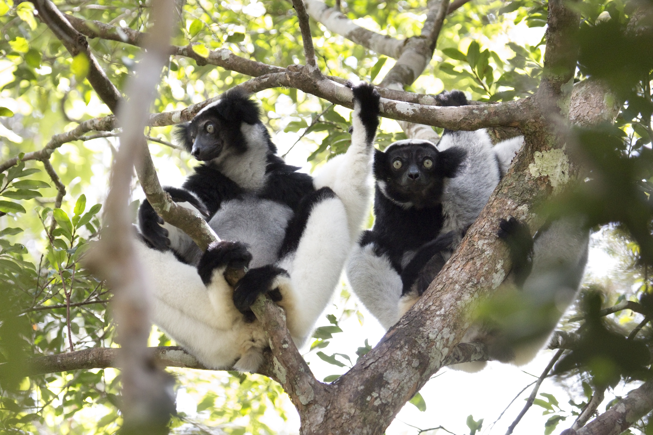 the giant lemurs with rhythm