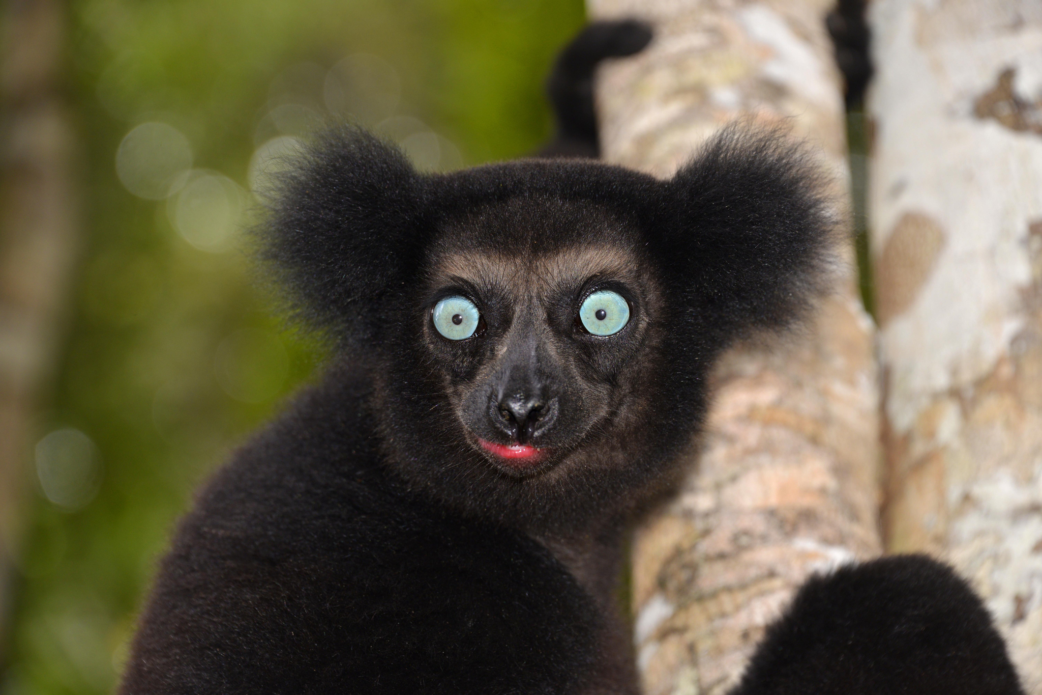 the giant lemurs with rhythm
