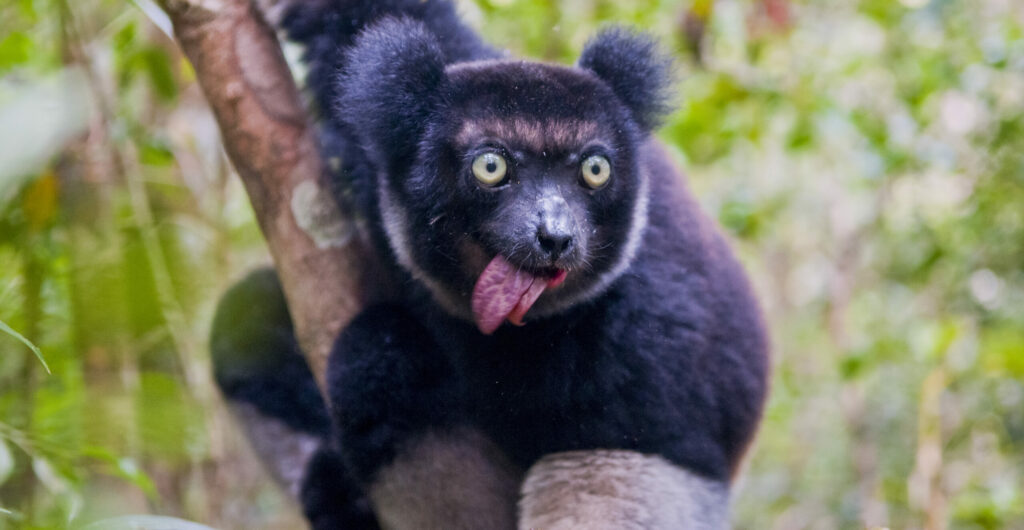 the giant lemurs with rhythm