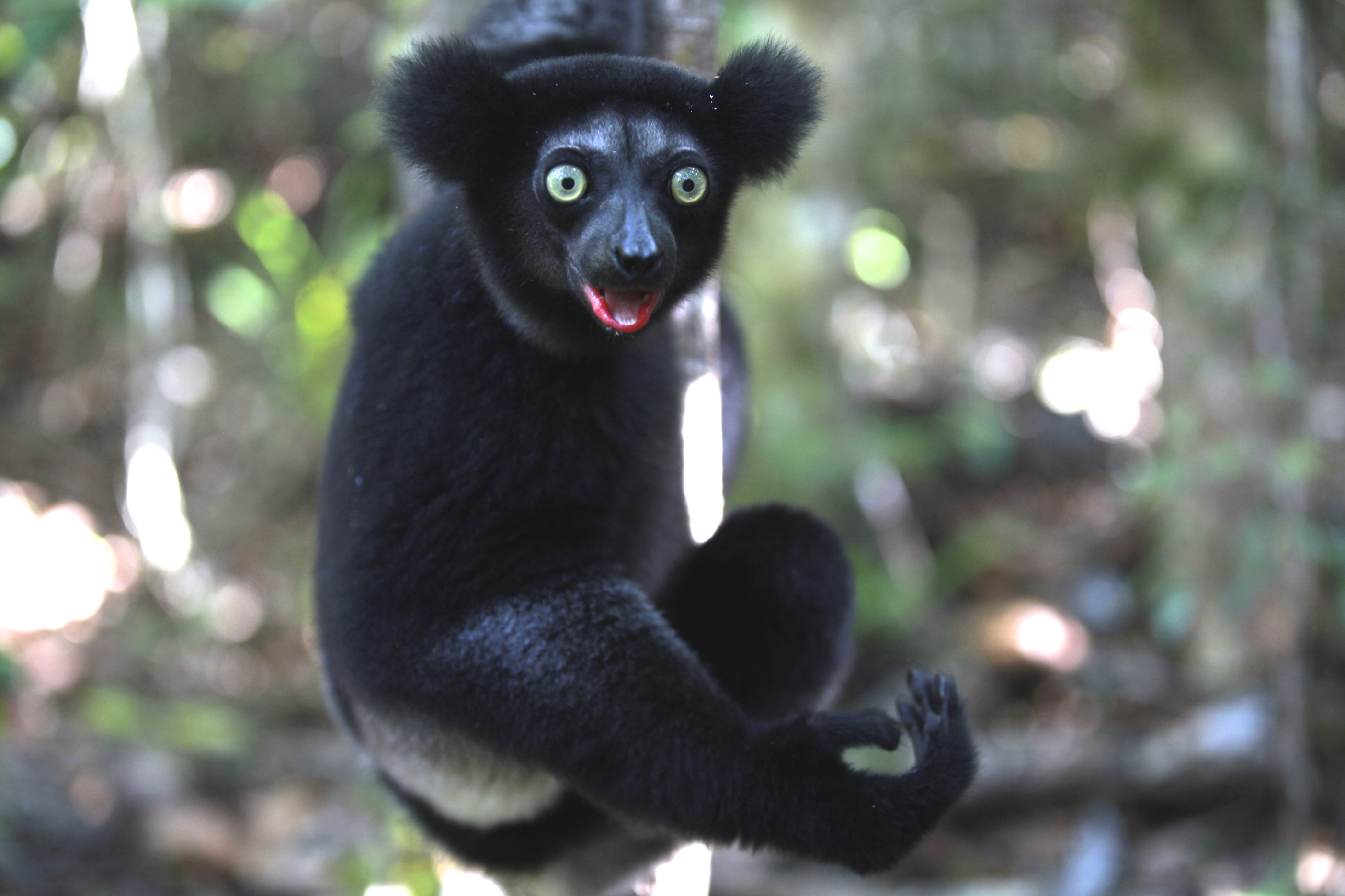 the giant lemurs with rhythm