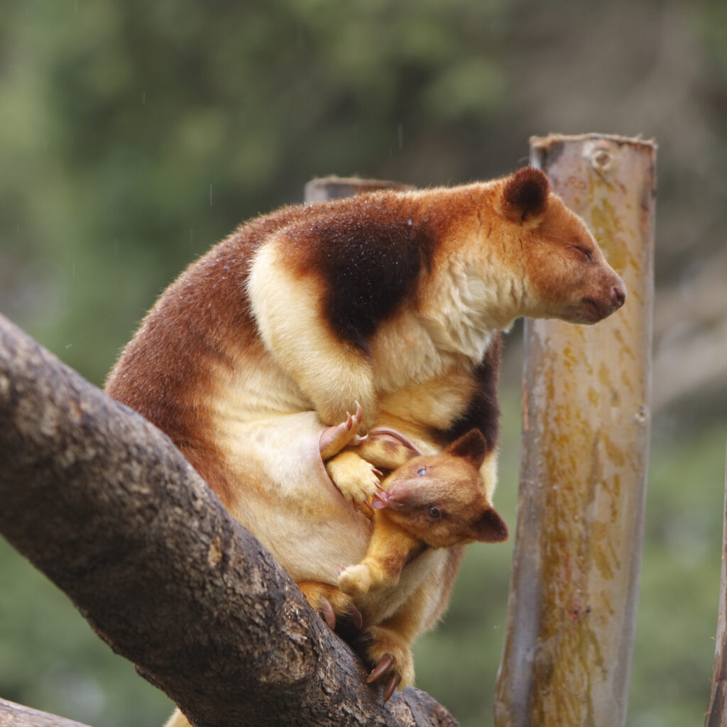 tree kangaroo