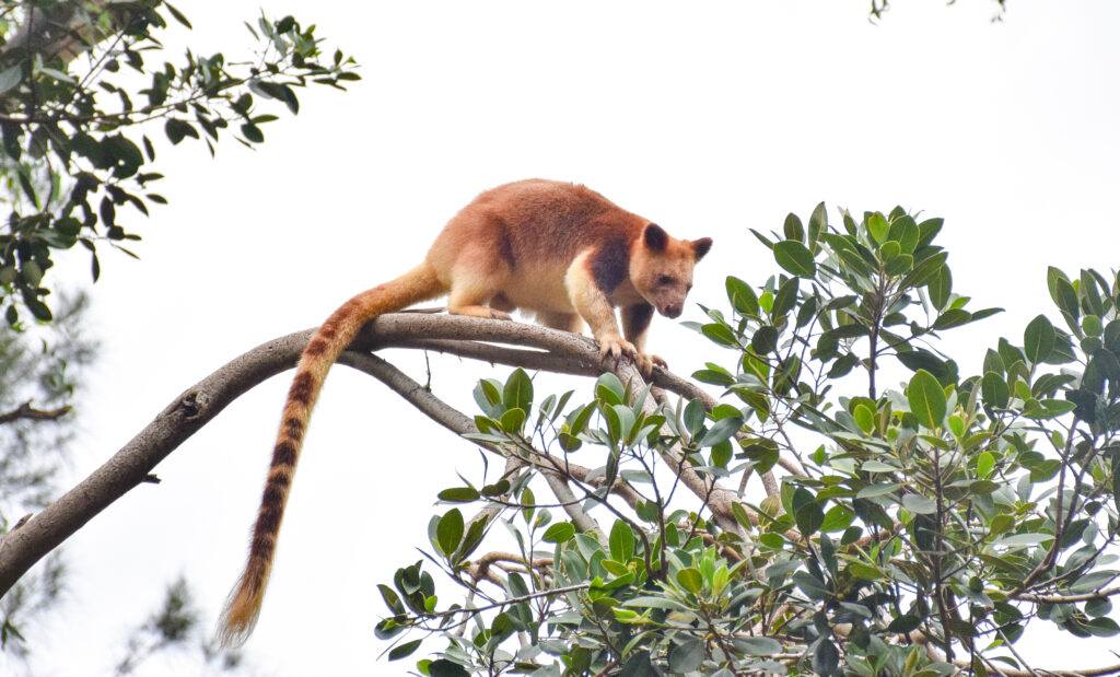 tree kangaroo
