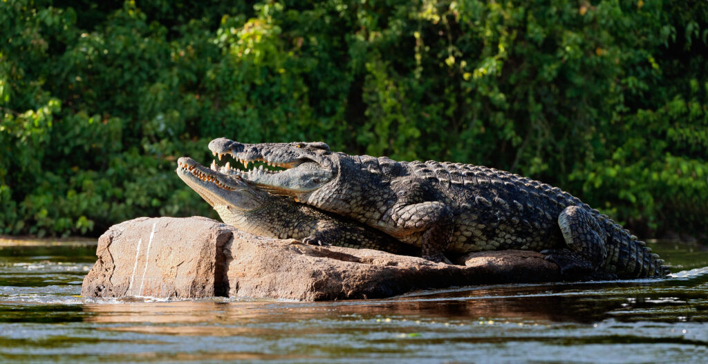 crocodile mating frenzy helicopters