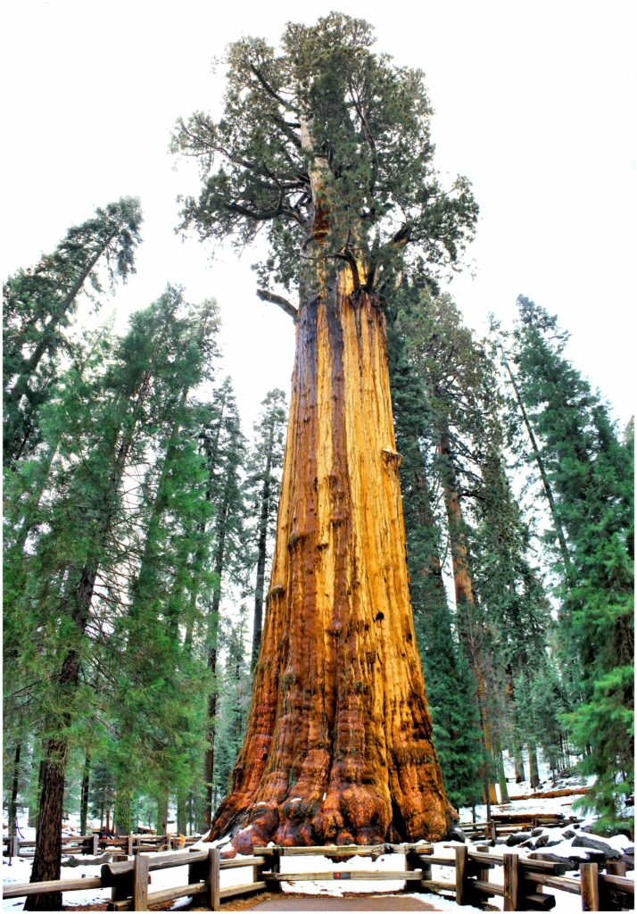 general sherman world's largest tree