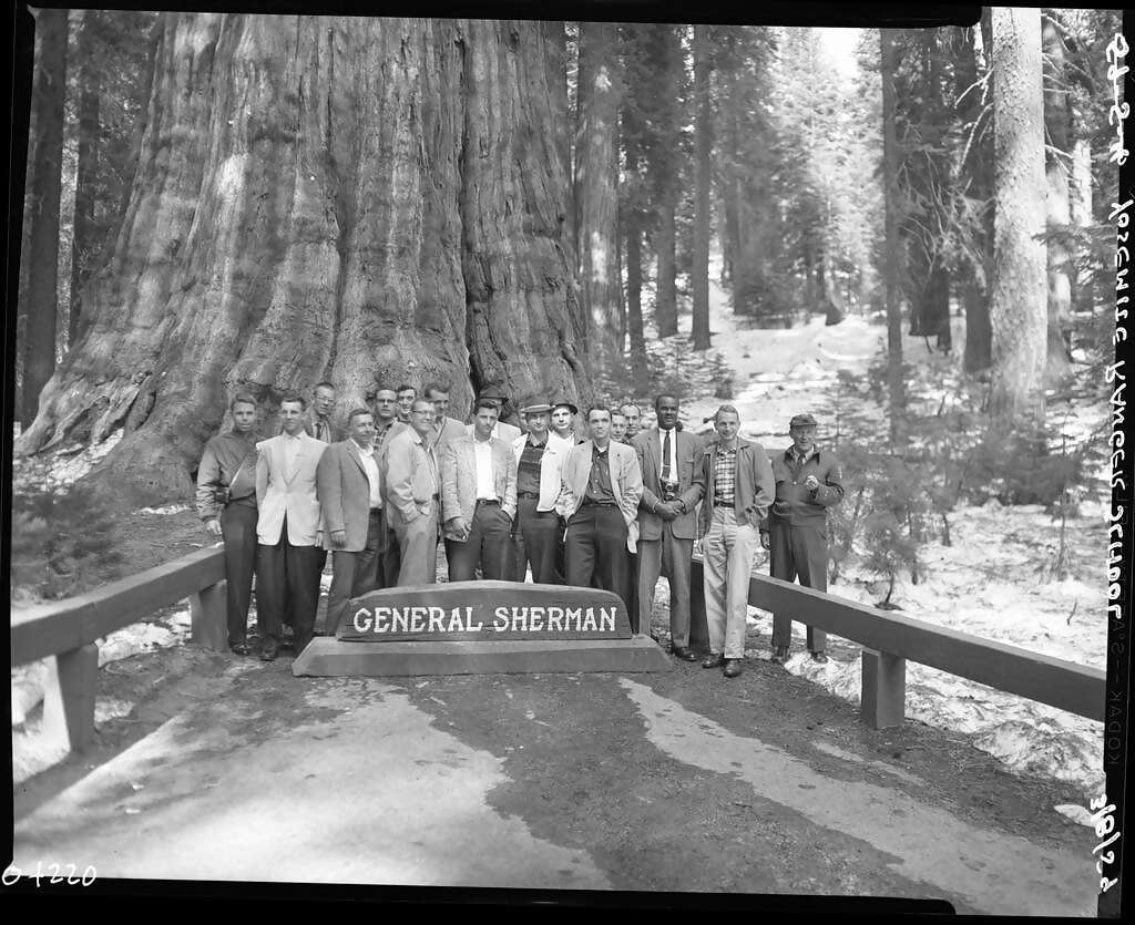 general sherman world's largest tree