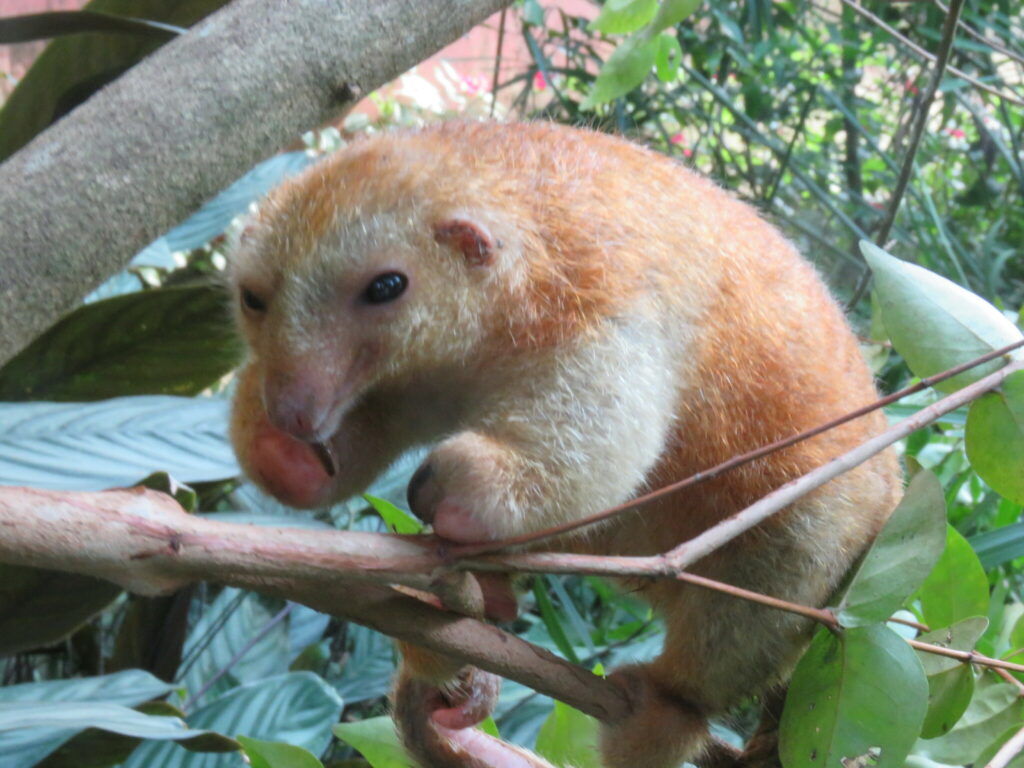 silky anteater