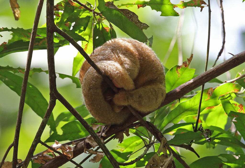 silky anteater