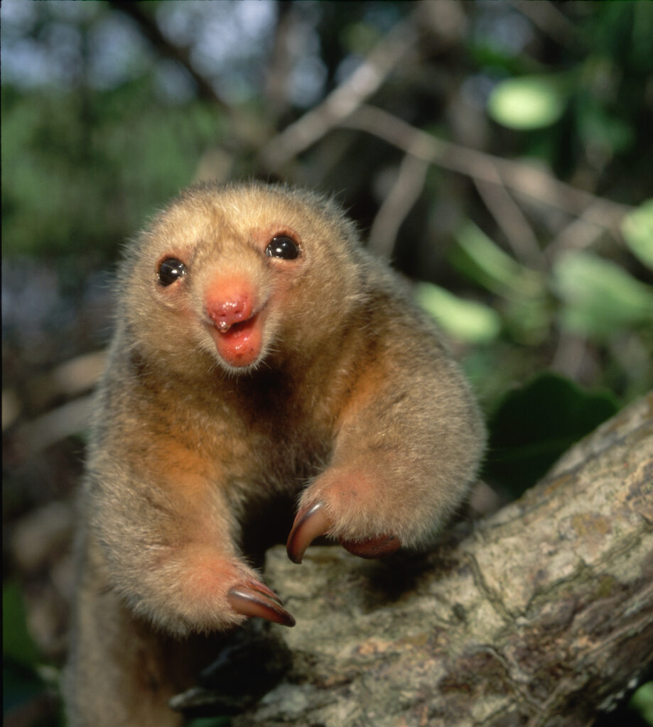 silky anteater