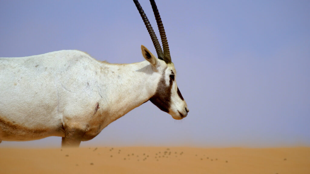 arabian oryx survive extinction