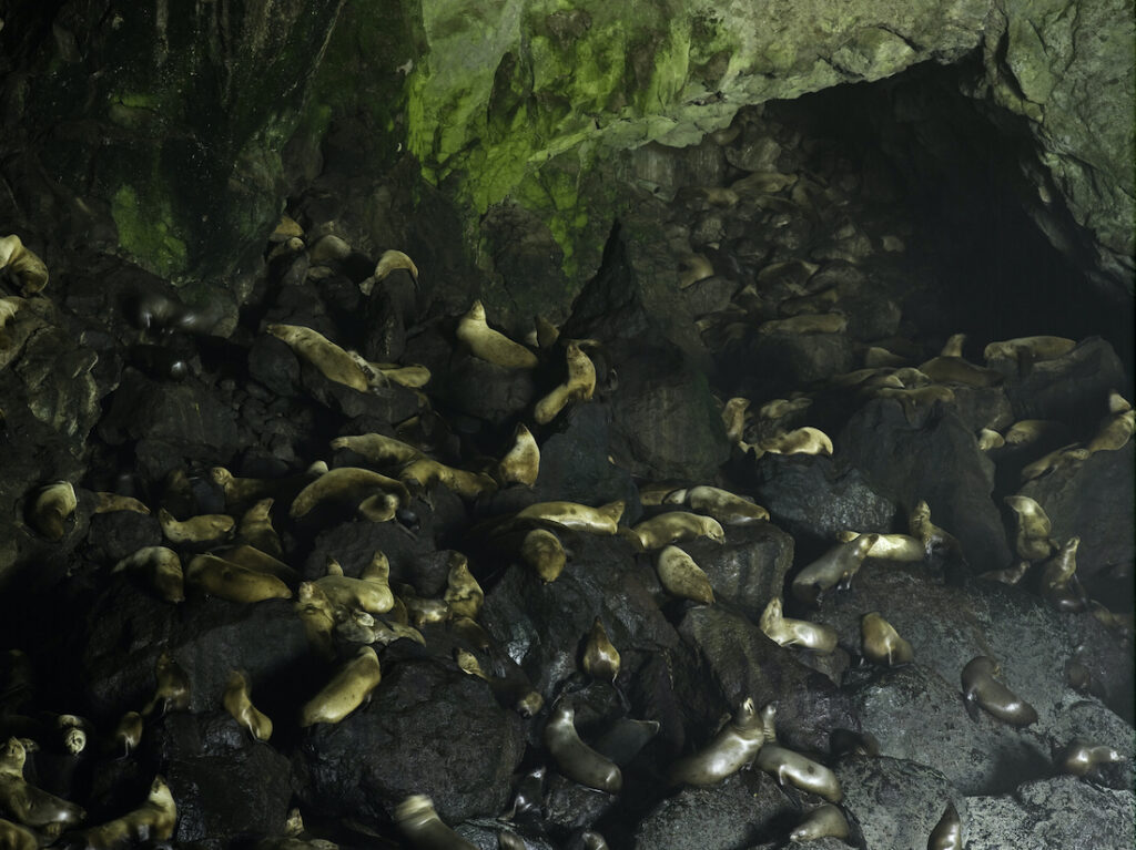 sea lion caves steller sea lion
