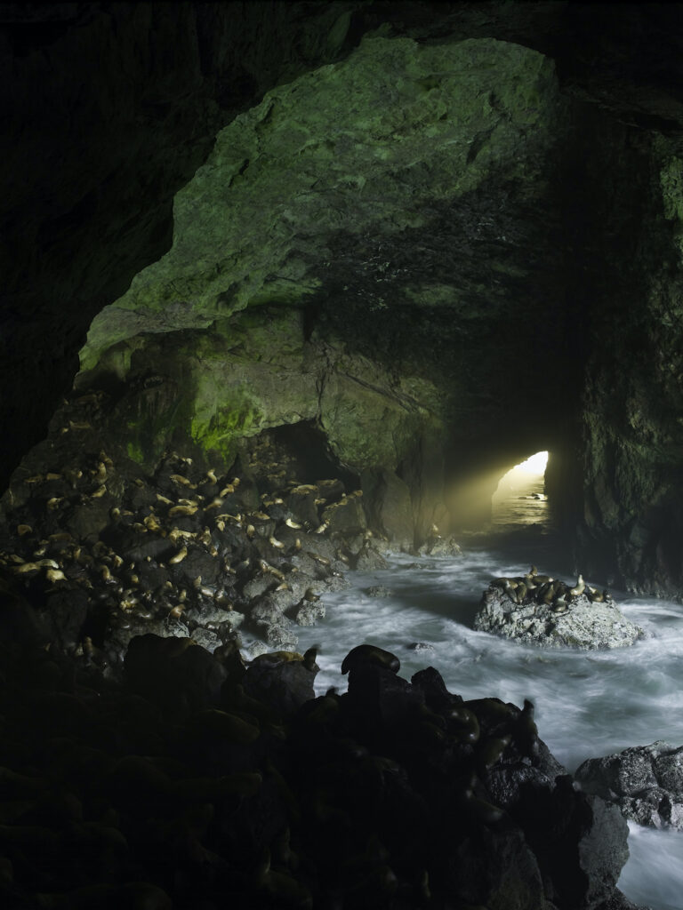 sea lion caves steller sea lion