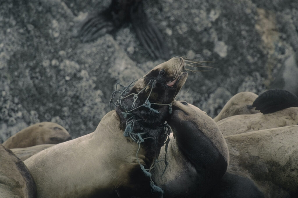 sea lion caves steller sea lion