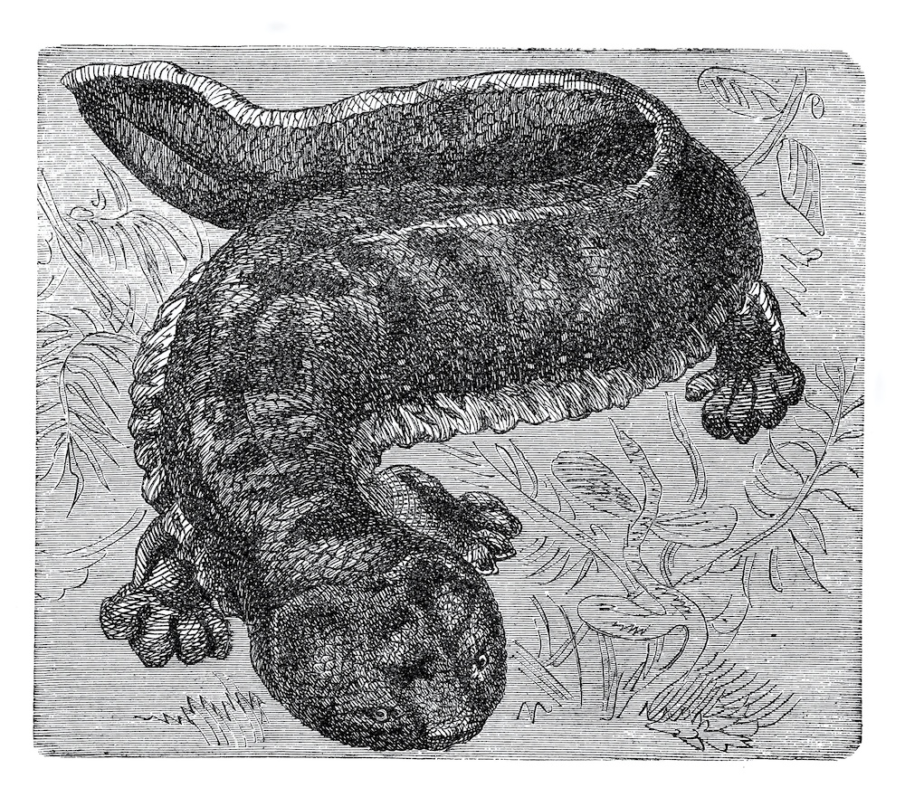 Chinese Giant Salamander