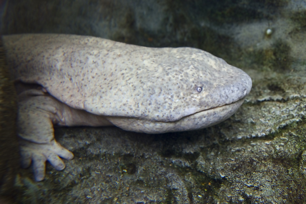 Chinese Giant Salamander