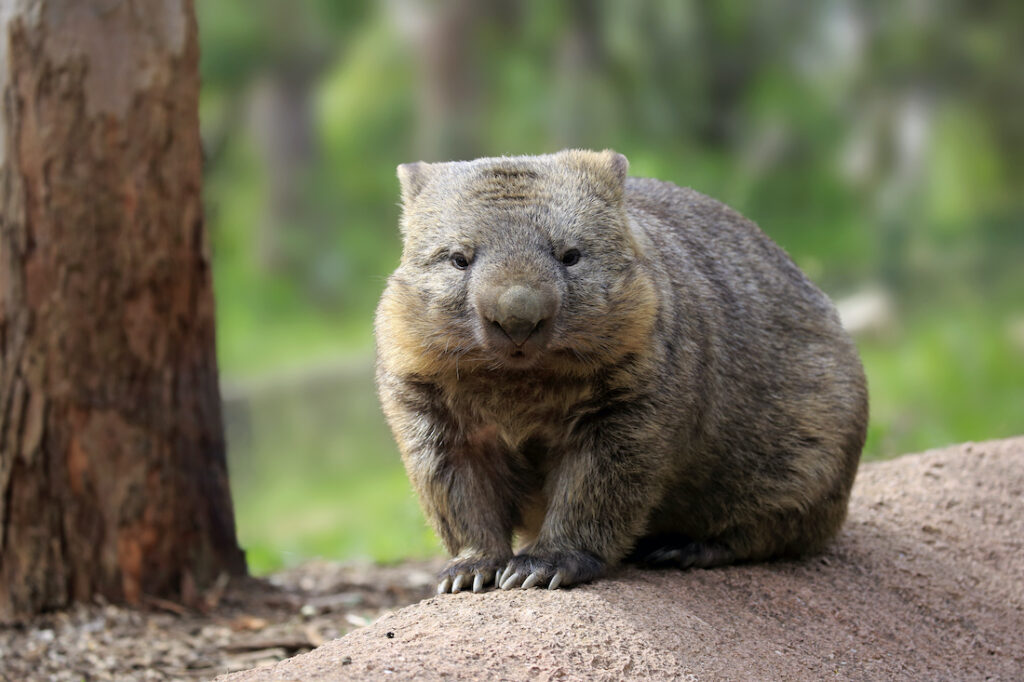 wombat's bottom deadly bum wombat