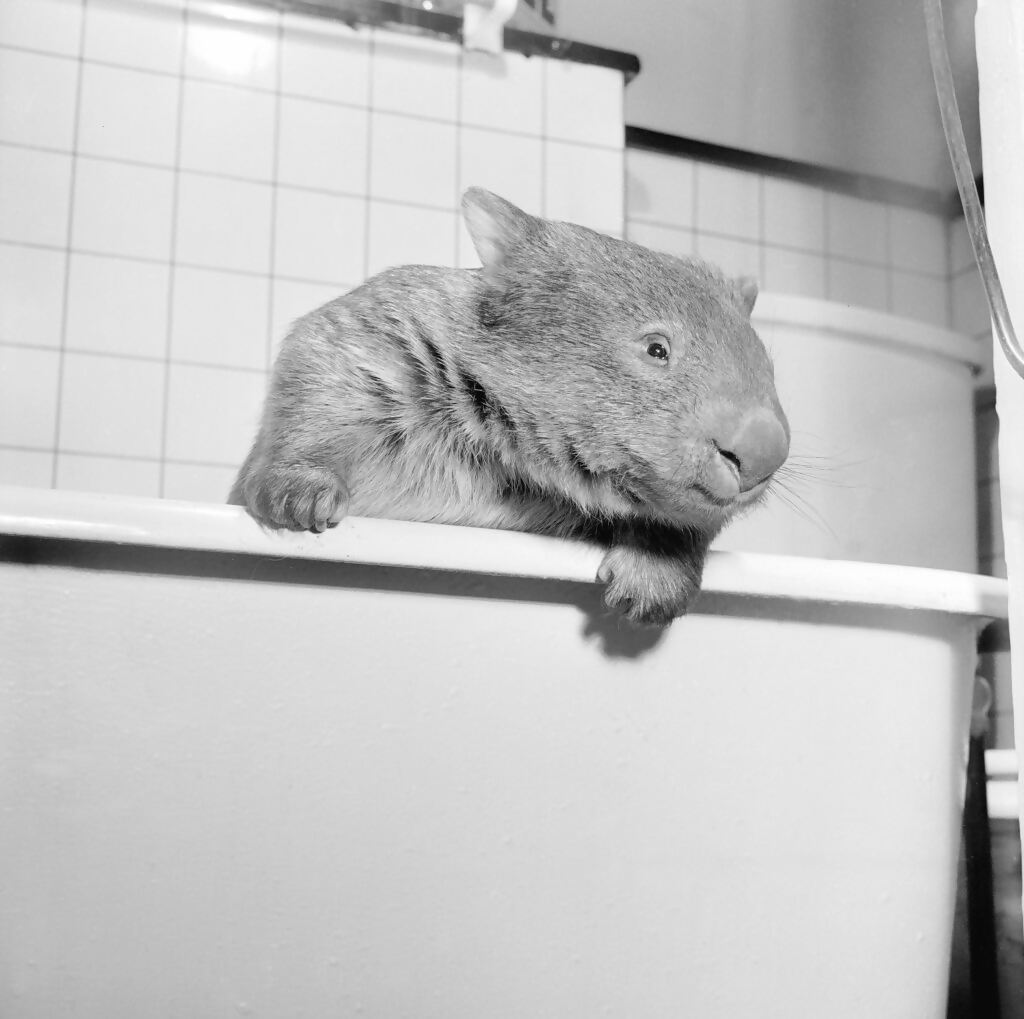 wombat's bottom deadly bum wombat