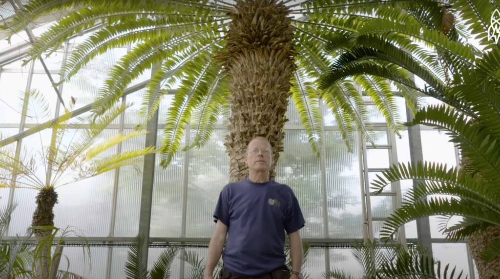 world's loneliest tree kew gardens e. woodi