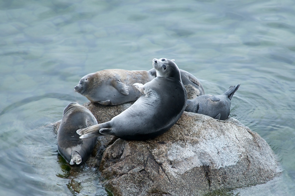 Lake Baikal seal