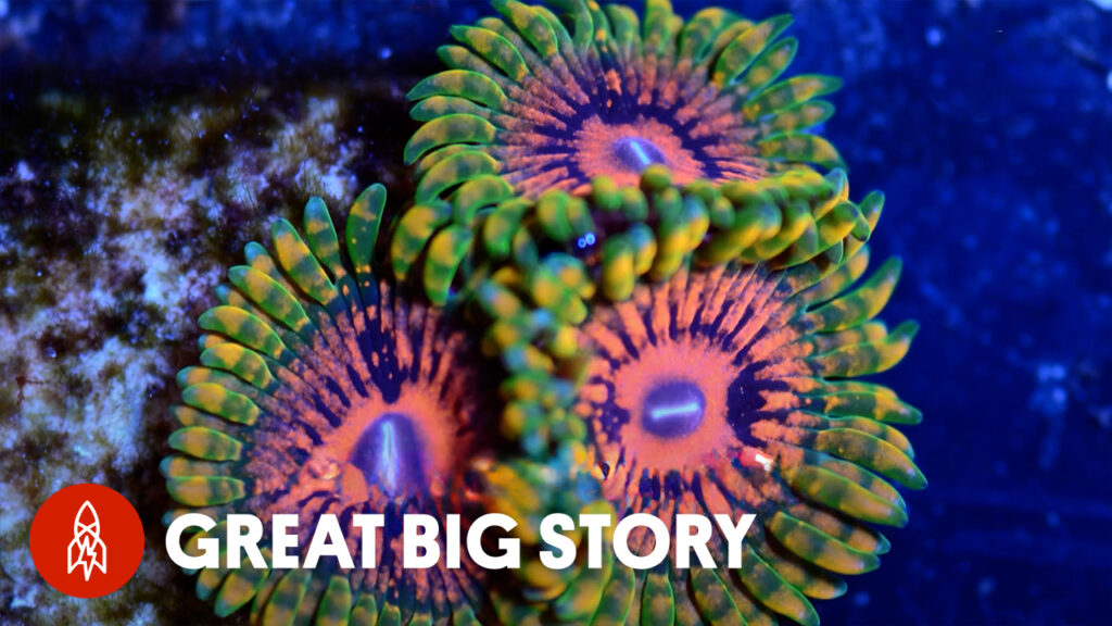 Saving Coral Reefs In Dubai