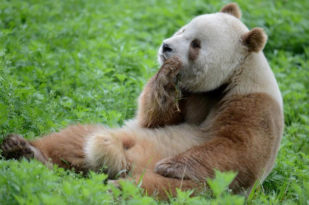 brown giant panda