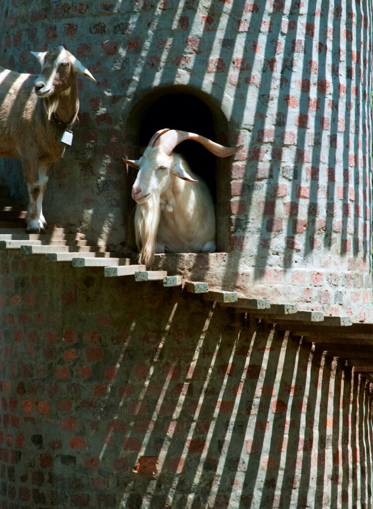 Goat tower