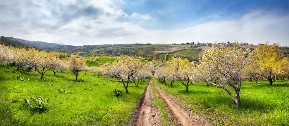 wild apple forests kazakhstan almaty