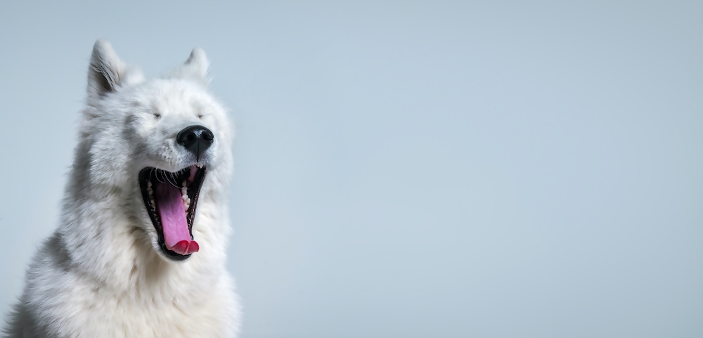 why do we yawn?
