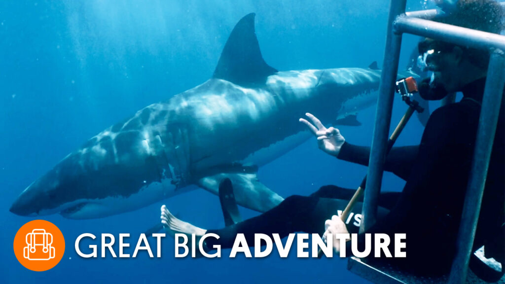 The Underwater Experts Risking Shark Attacks And Death 😳