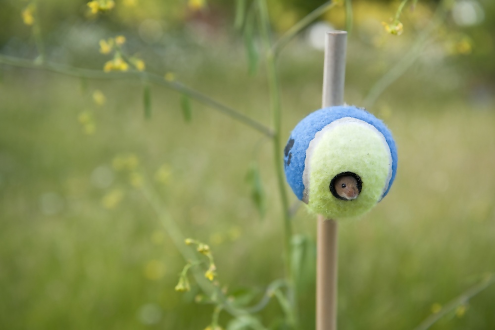 harvest mouse wimbledon tennis ball