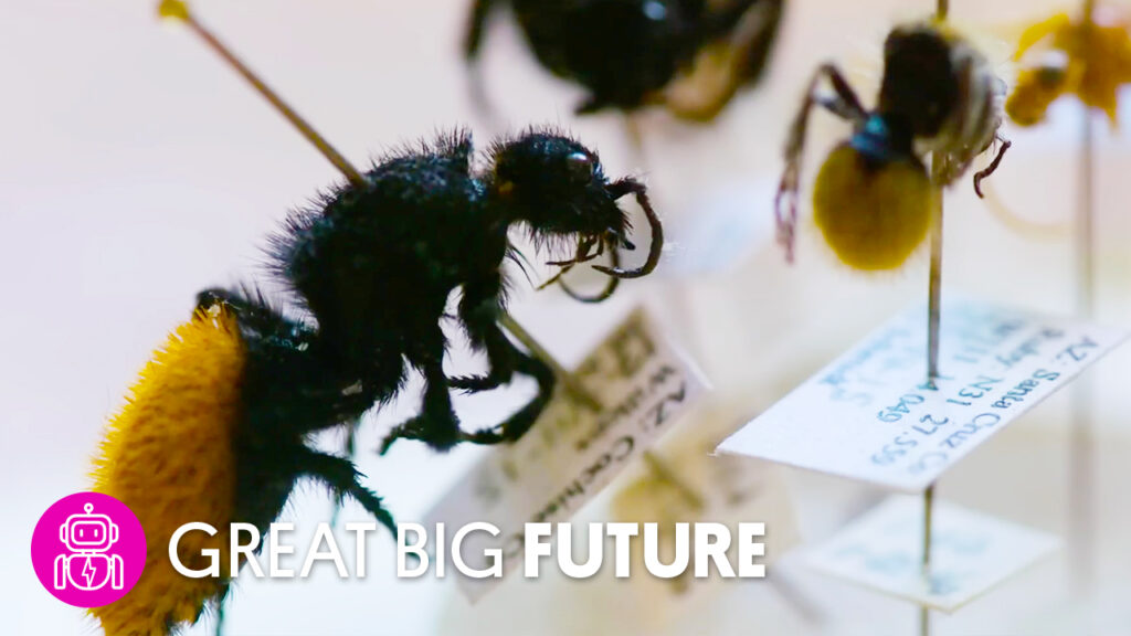 Getting Stung By 1,000 Bees